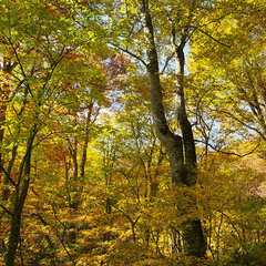 *【紅葉】みんなで紅葉を眺めながら楽しくトレッキング♪
