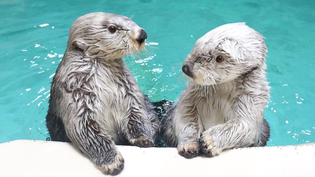 《バイキング》鳥羽水族館ナイトアクアリウムチケット付プラン（18:05発 共同運行バス利用希望）