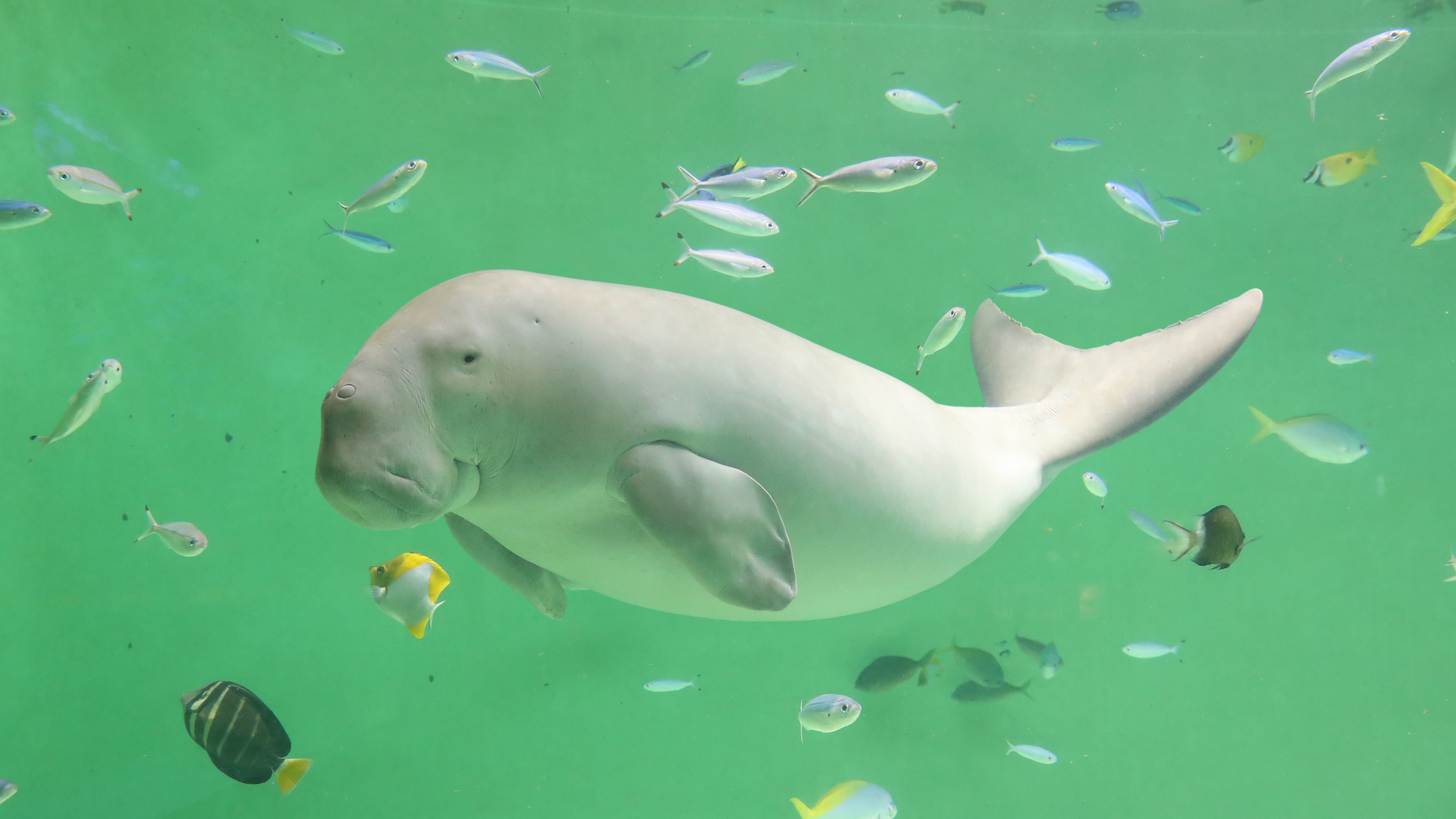 ジュゴン（鳥羽水族館）