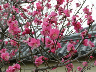 Plum blossoms at Umemiya Shrine