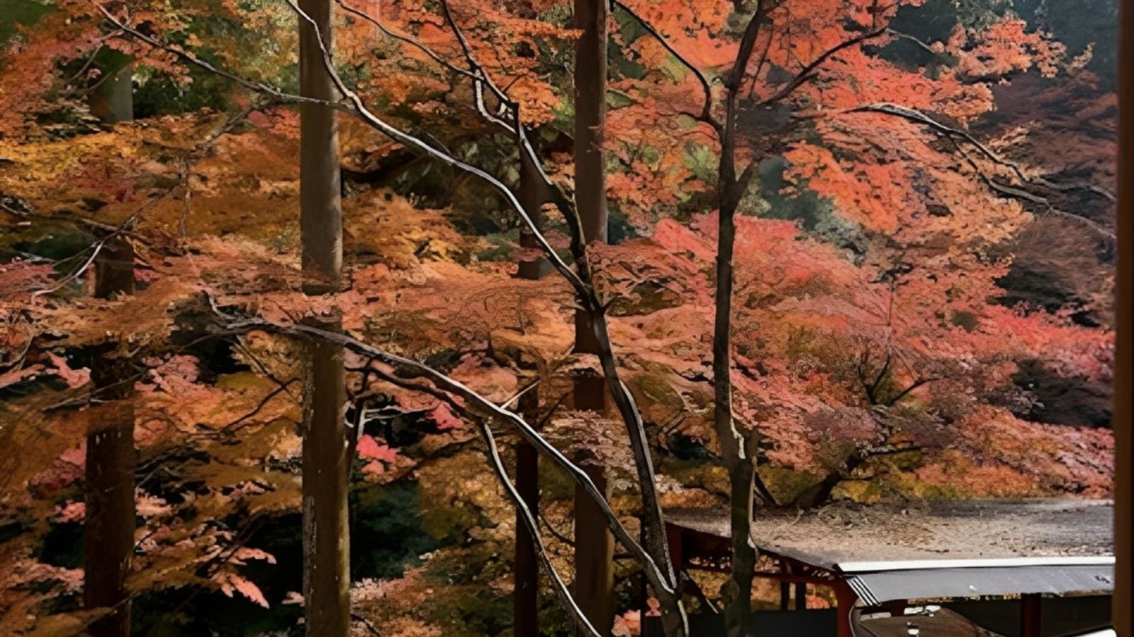 高雄の紅葉（2025年撮影）