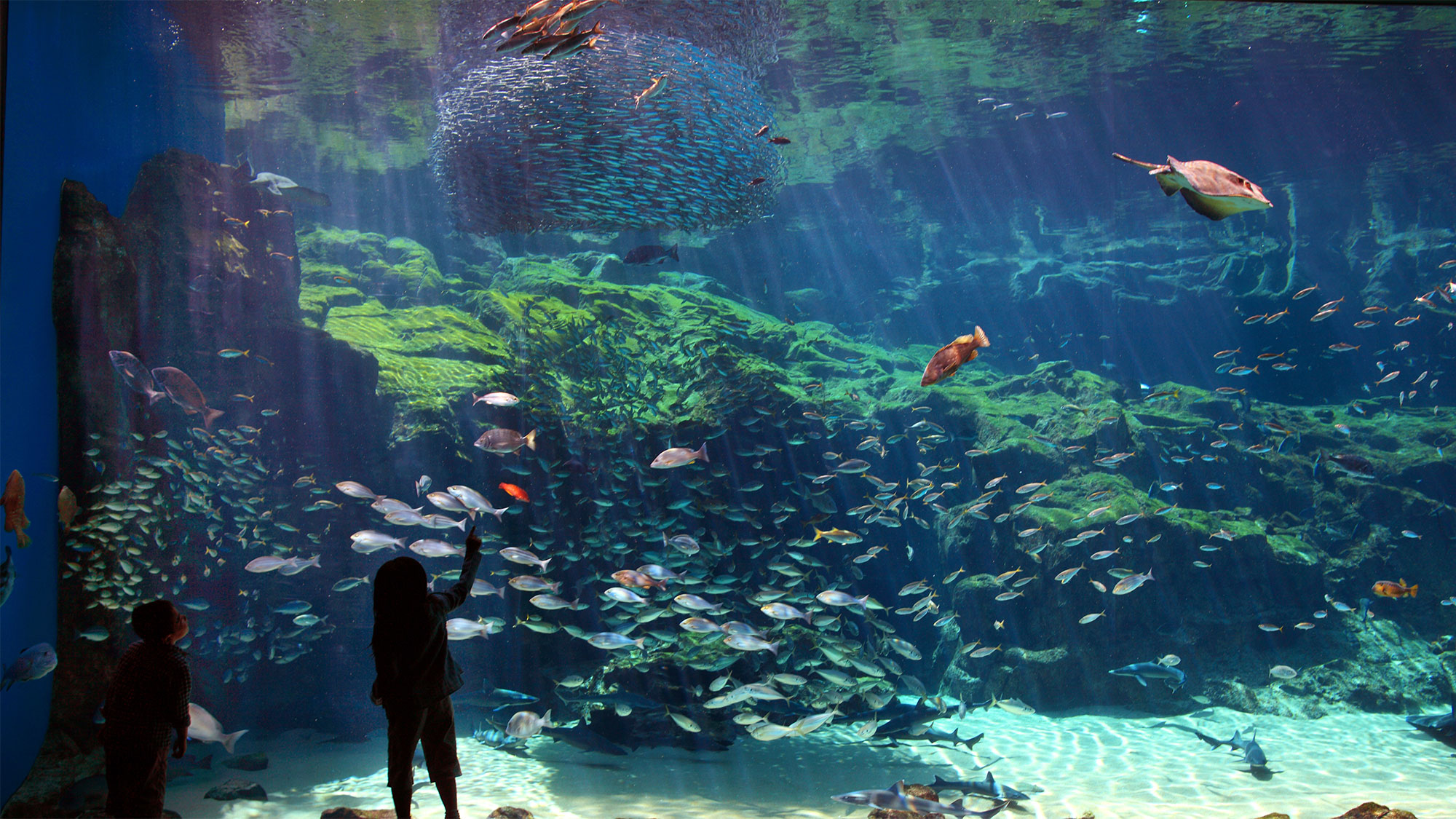 【九十九島水族館「海きらら」】