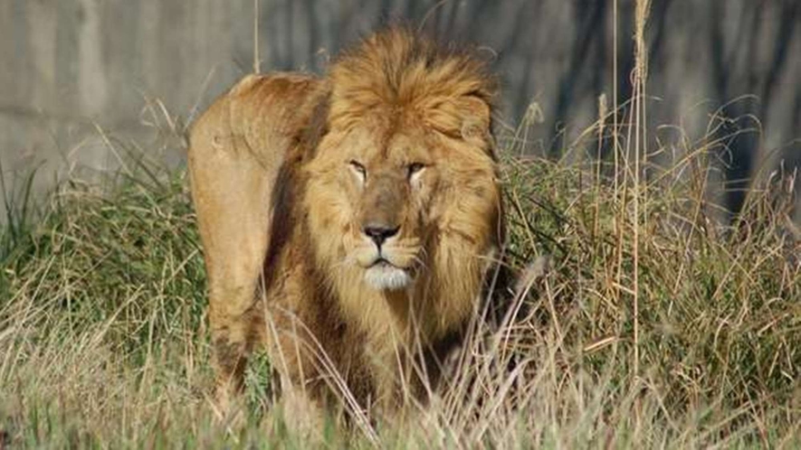 【西海国立公園 九十九島動植物園 森きらら】ライオン