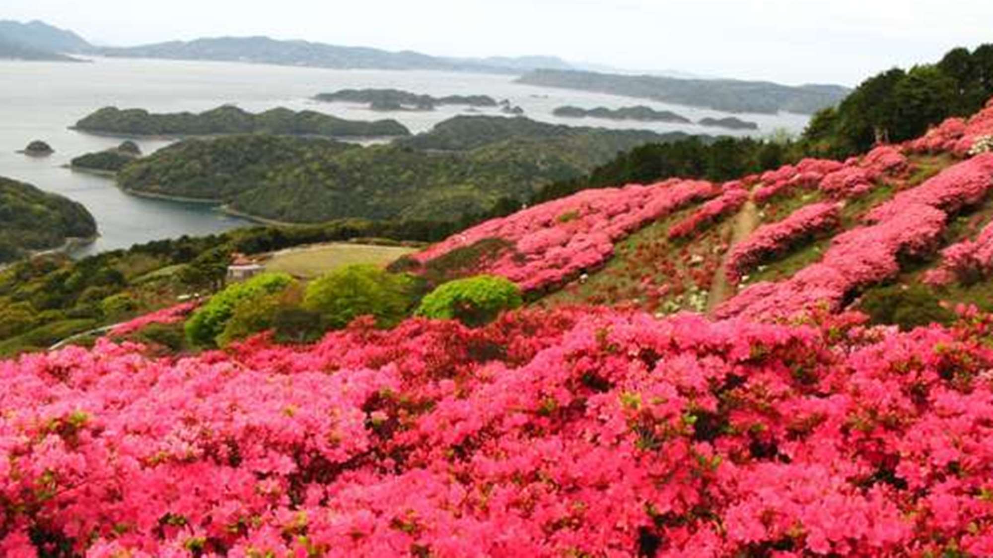 【長串山のつつじ】山一面に咲くつつじは絶景