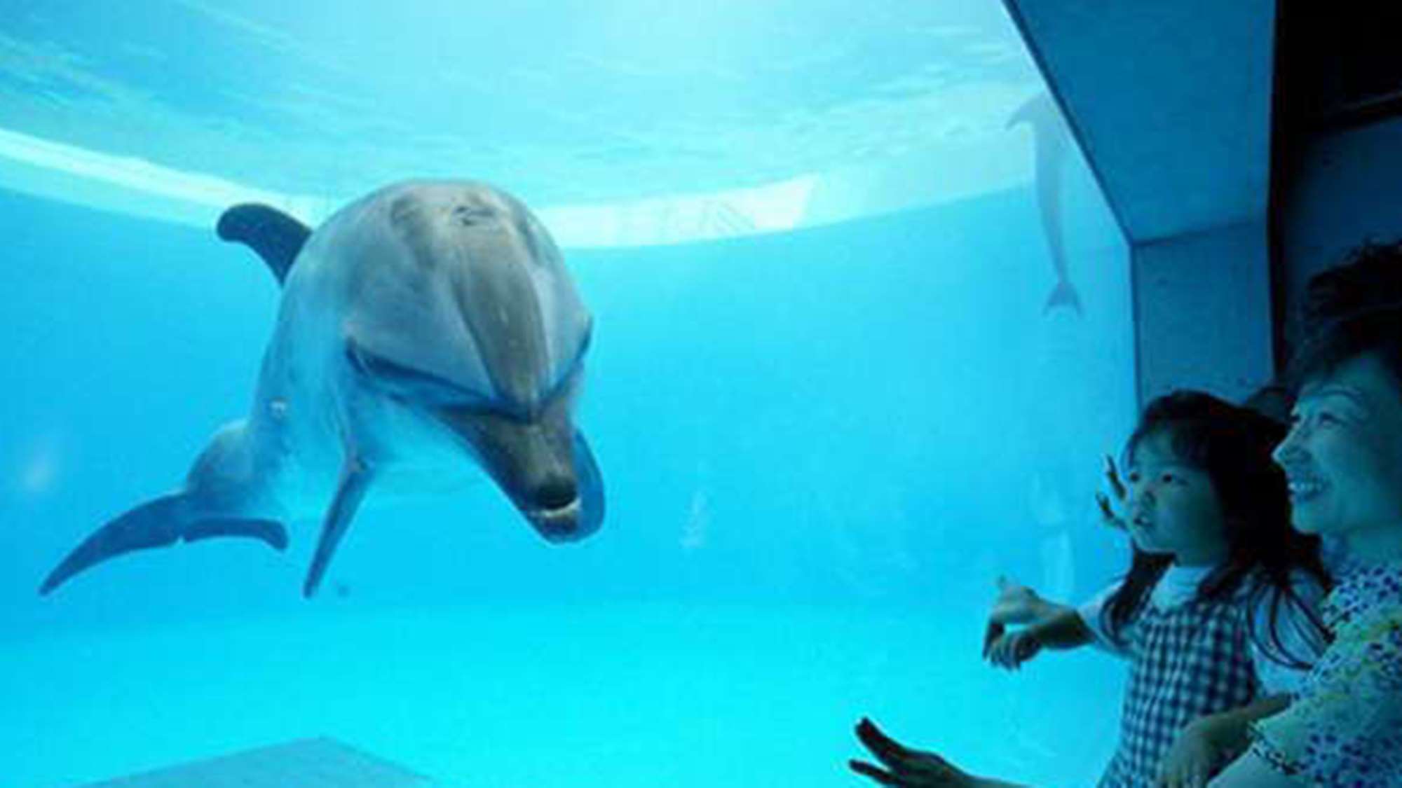 【九十九島水族館「海きらら」 ｜西海パールシーリゾート】イルカとのふれあい。イルカの水槽。