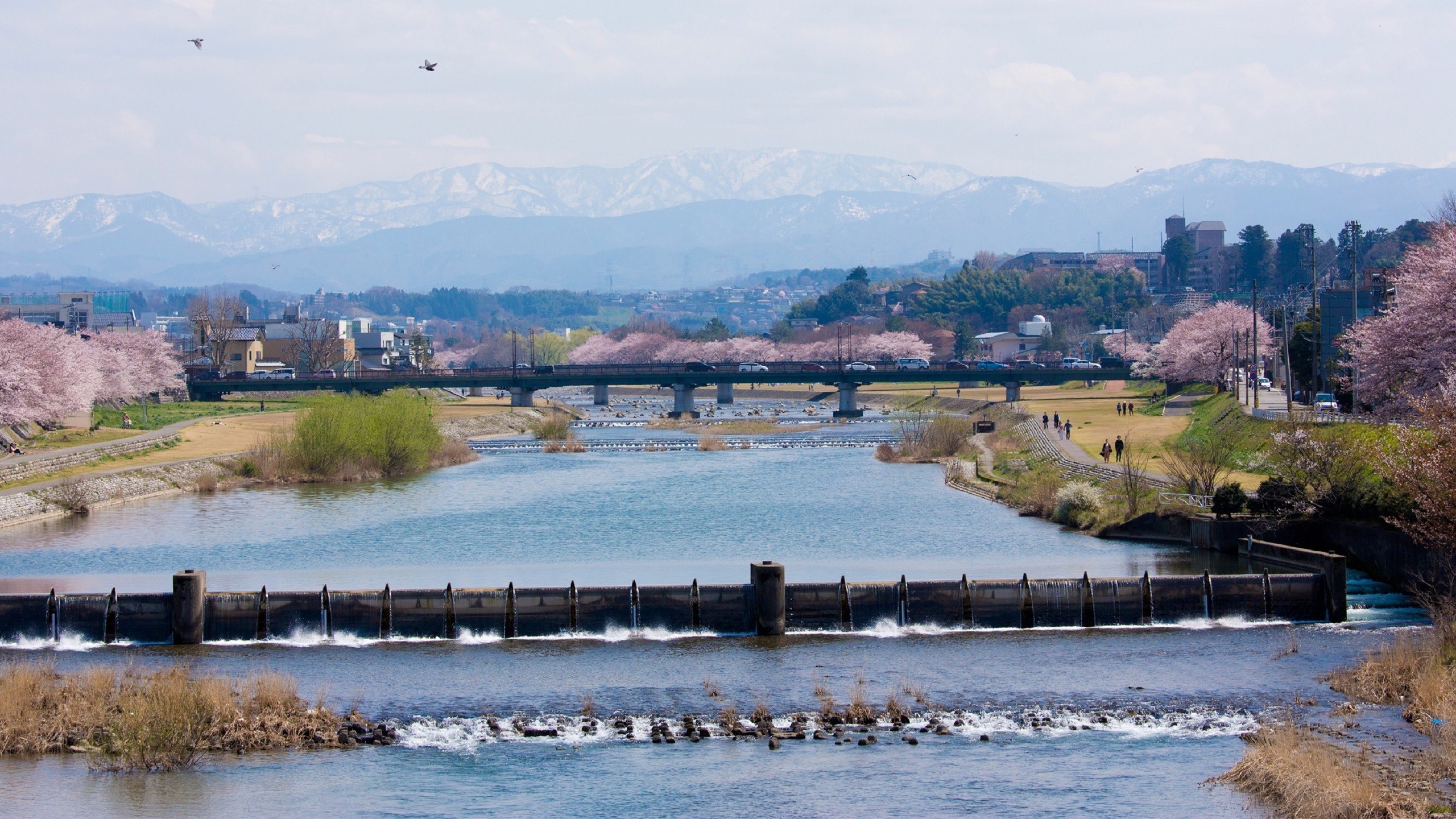 犀川（春の様子）(写真提供：金沢市）