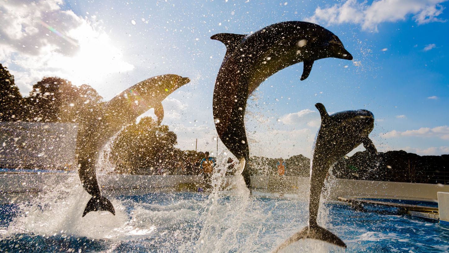 ■＜朝食付＞【九十九島水族館 海きらら 入場券or遊覧船チケット付】島ならではの観光を満喫！