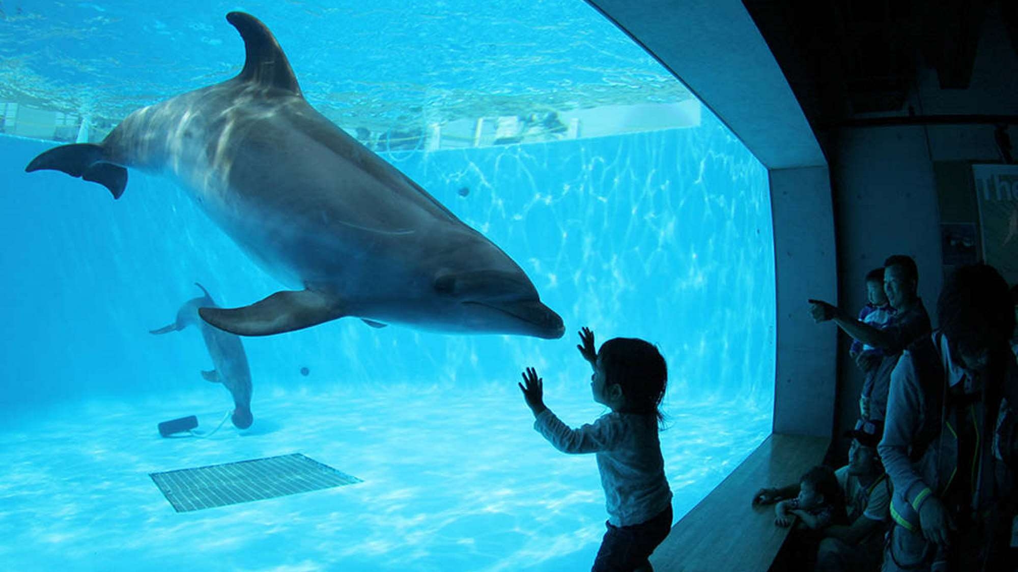 九十九島シーサイドテラス ホテル スパ花みずき チケット付き 海と森のお友だちに会おう 人気の 海きらら 森きらら チケット付き 楽天トラベル