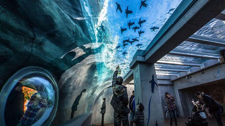 ペンギン館では『日本最大』の天井水槽を完備！あらゆる角度からペンギンの素顔を観察することも♪