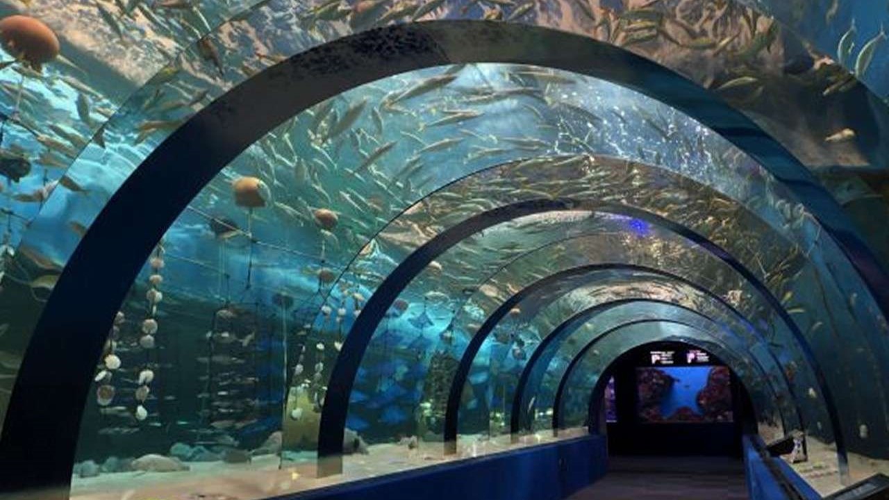 浅虫水族館：トンネル水槽