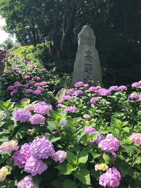 高野山とあじさい