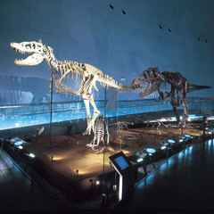 福井恐竜博物館名物『ティラノサウルス骨格』