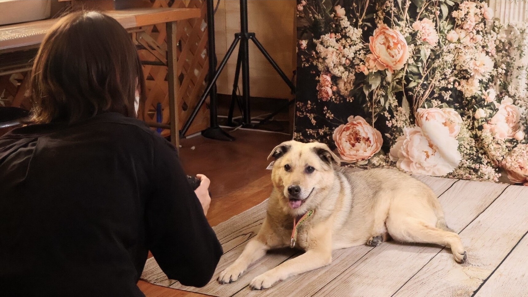 愛犬との夏旅の思い出作りに！プロが撮る愛犬フォト2Lサイズの写真プレゼント｜季節の会席