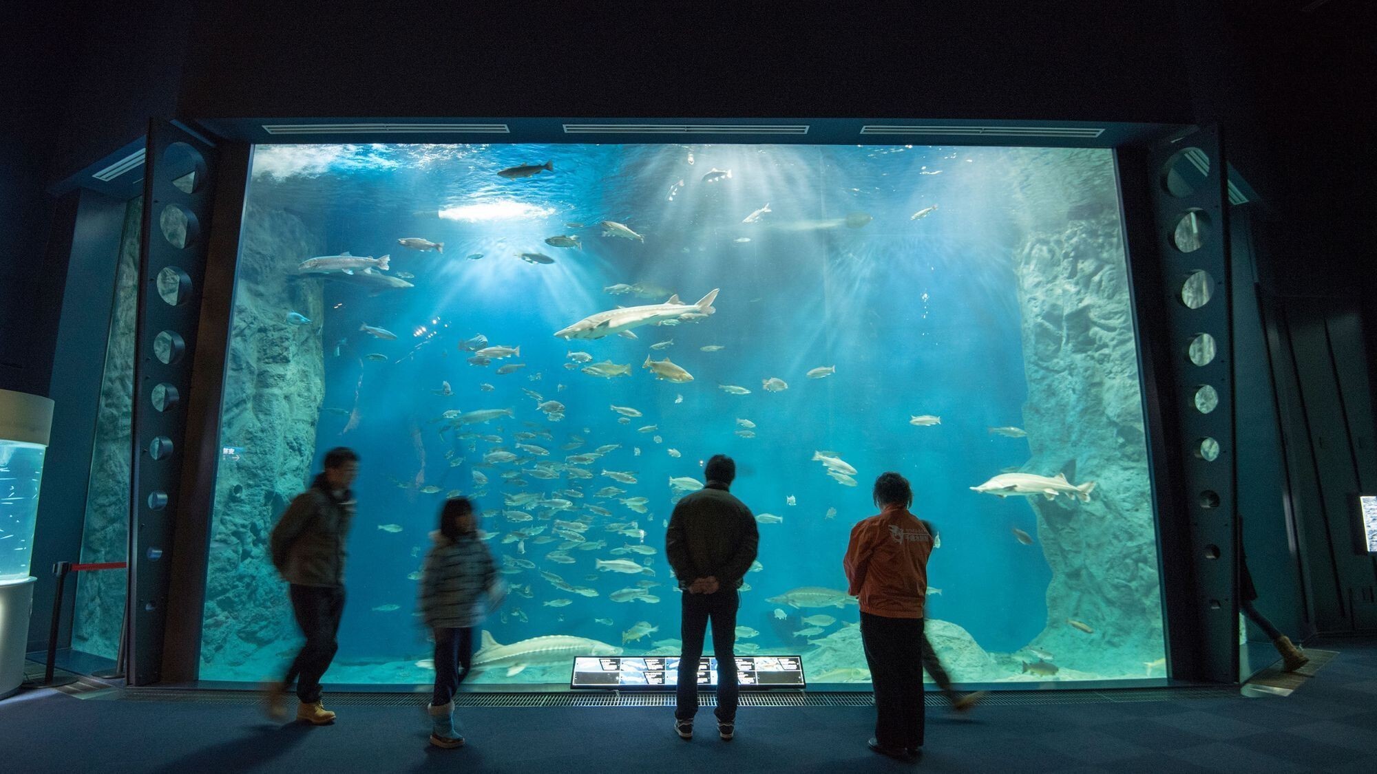 【観光画像】サケのふるさと　千歳水族館