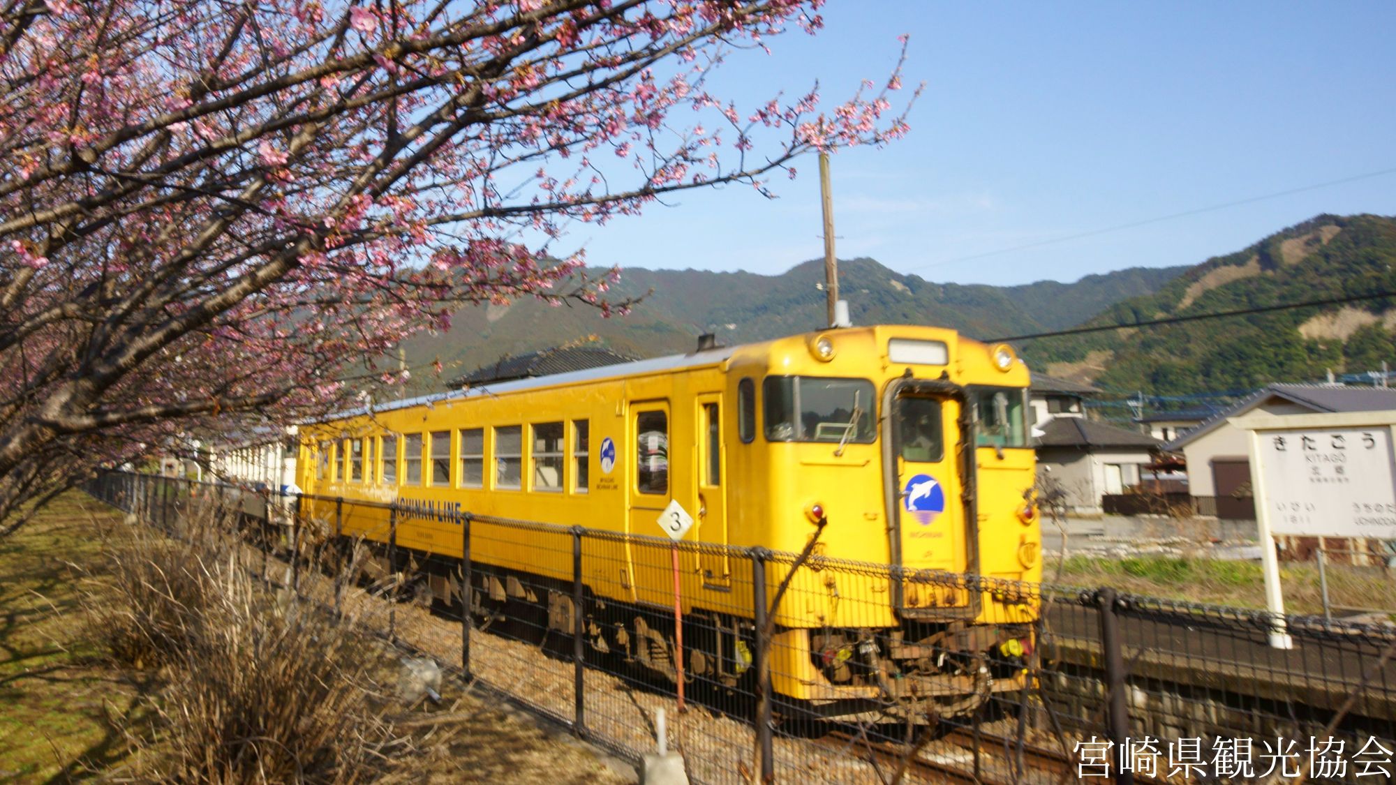 【観光画像】日南寒桜1号(日南市)