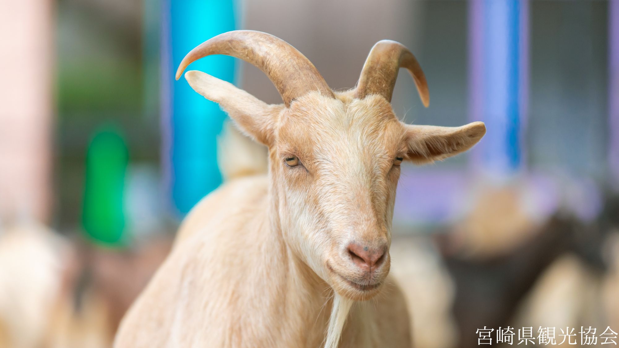 【観光画像】宮崎市フェニックス自然動物園(宮崎市)