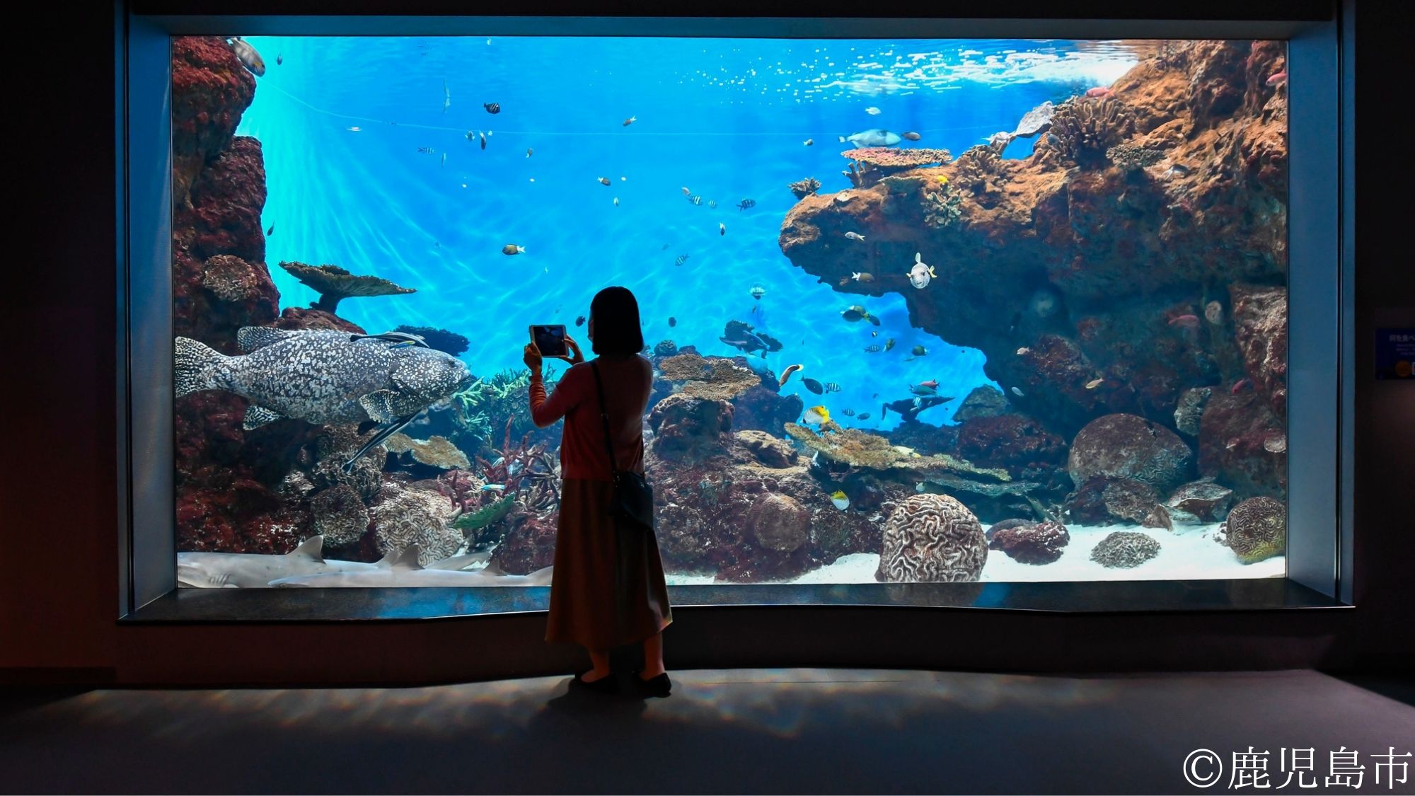 いおワールドかごしま水族館