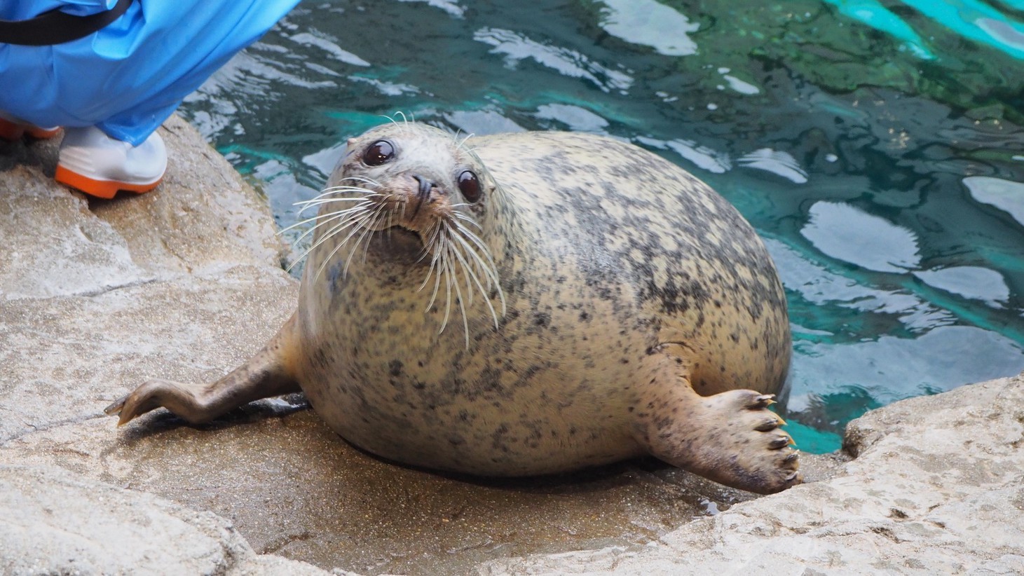 〜京都水族館のいきものたちに会いに行こう〜京都水族館・展望室入場券付きプラン〜食事なし〜