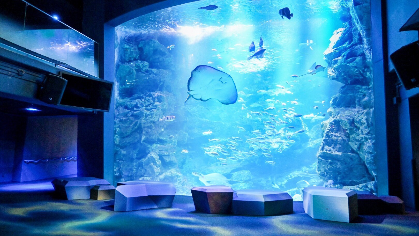 〜京都水族館のいきものたちに会いに行こう〜京都水族館・展望室入場券付きプラン〜食事なし〜