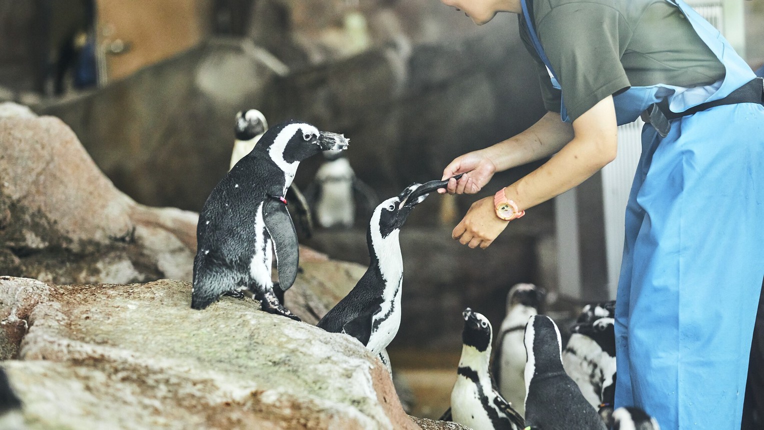 〜京都水族館のいきものたちに会いに行こう〜京都水族館・展望室入場券付きプラン〜食事なし〜