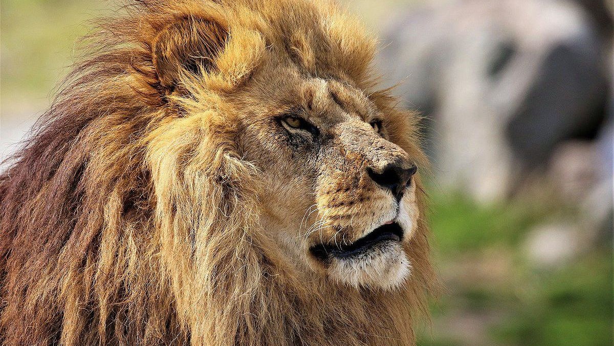 ■九州アフリカンサファリ■百獣の王「ライオン」も身近に見ることができます