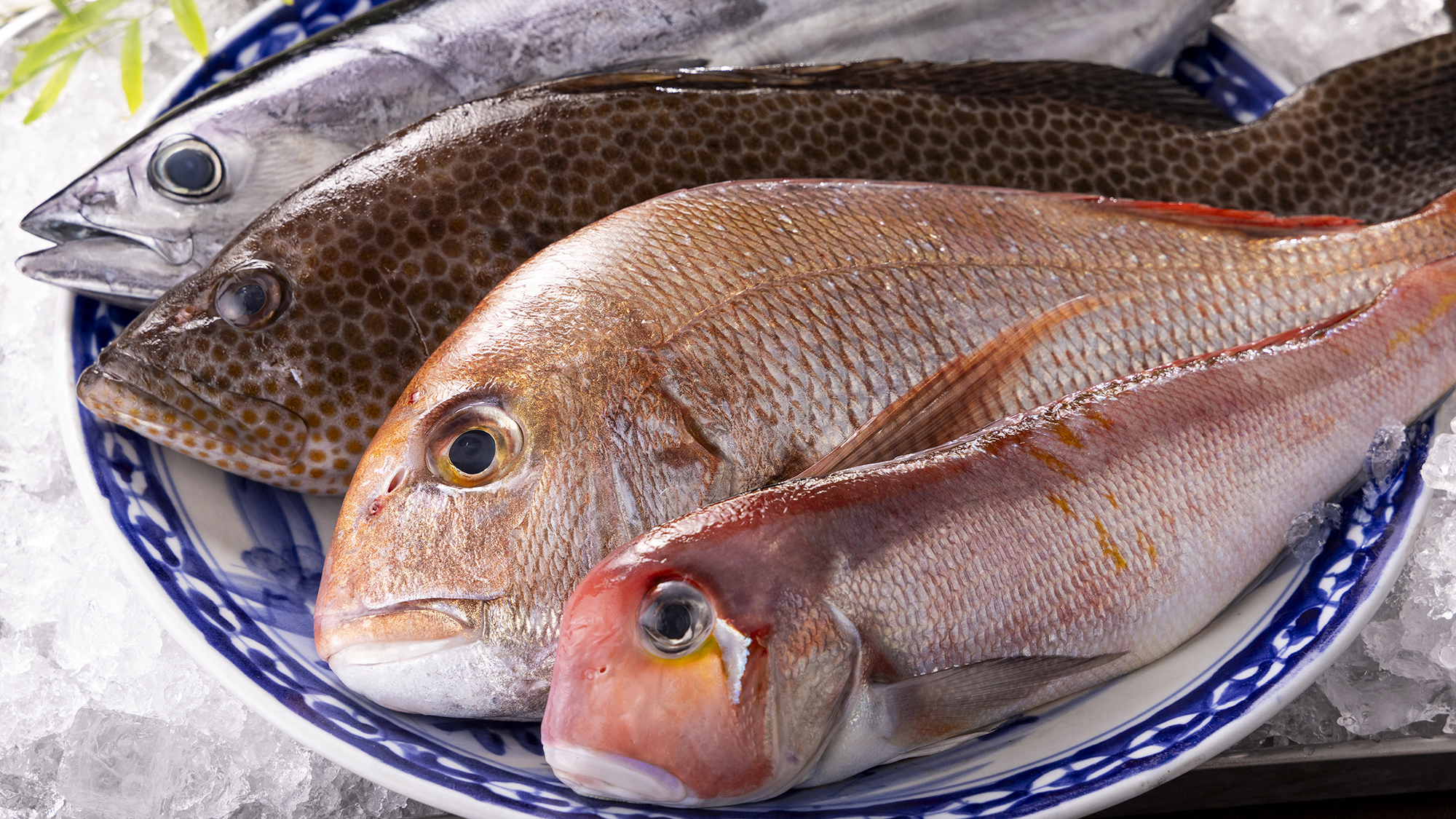 【欲張り会席】山海の幸！&rdquo;旬&rdquo;をまるご﻿と味わう「地魚の姿造り」&times;「黒豚しゃぶしゃぶ」