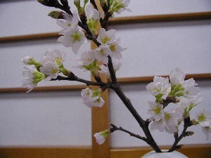 若葉旅館 - 写真 86