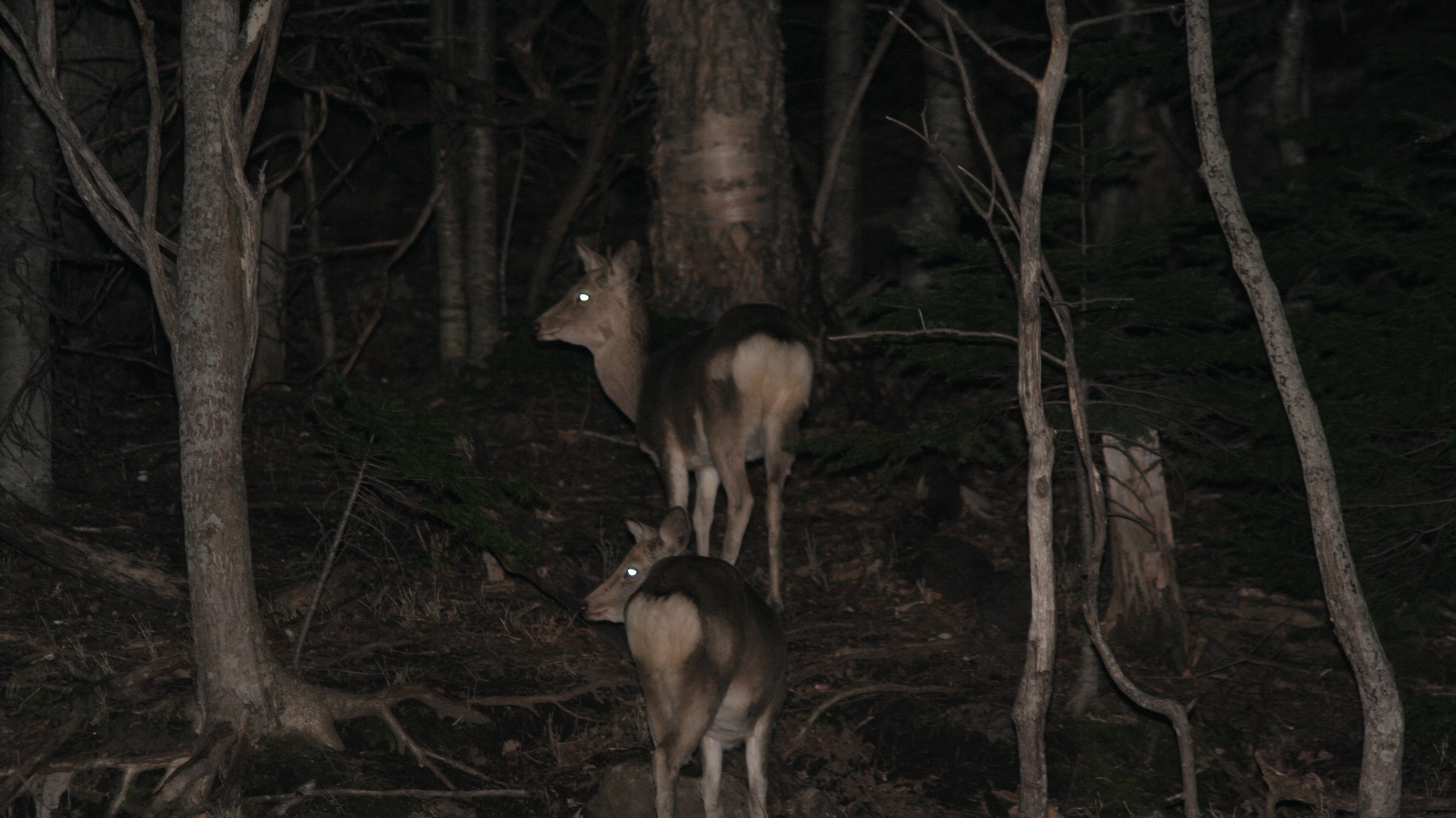 夜の動物ウォッチング(エゾシカ) 