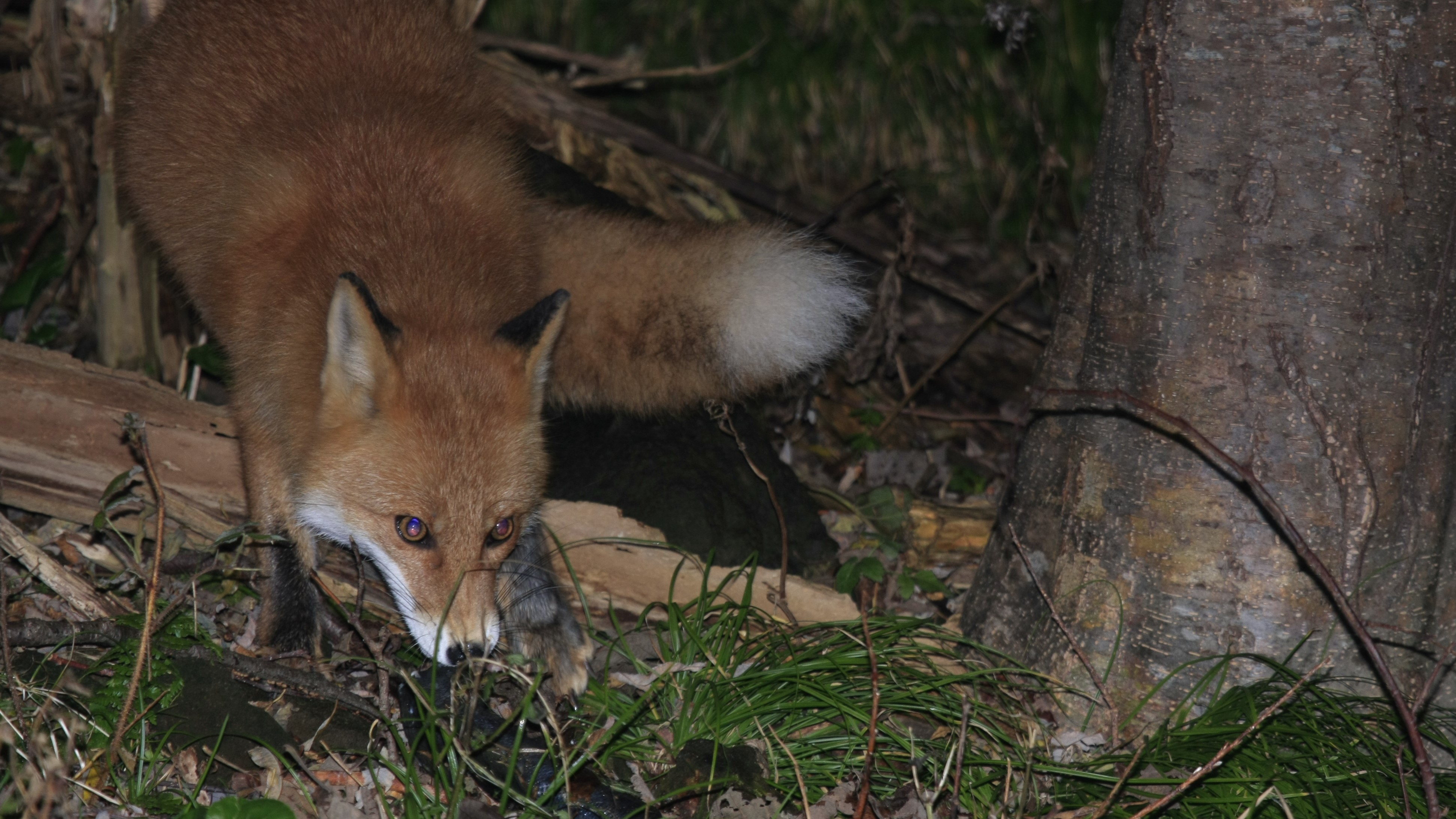夜の動物ウォッチング(キタキツネ) 