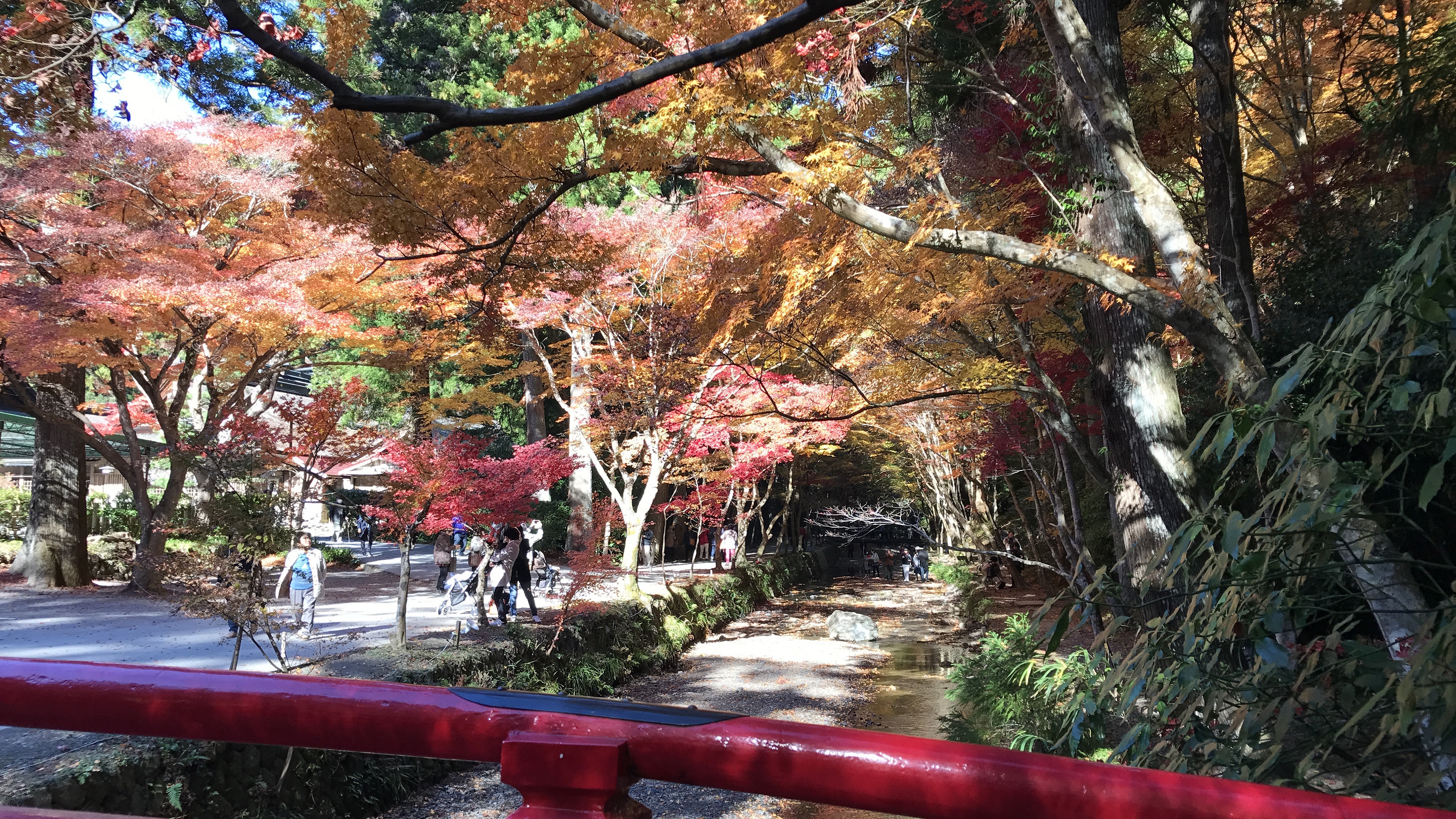 観光：小國神社　紅葉