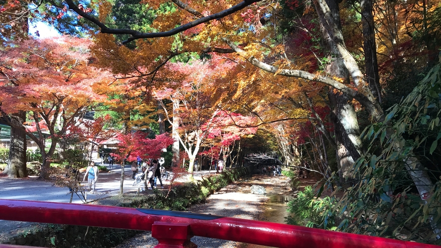 観光：小國神社　紅葉