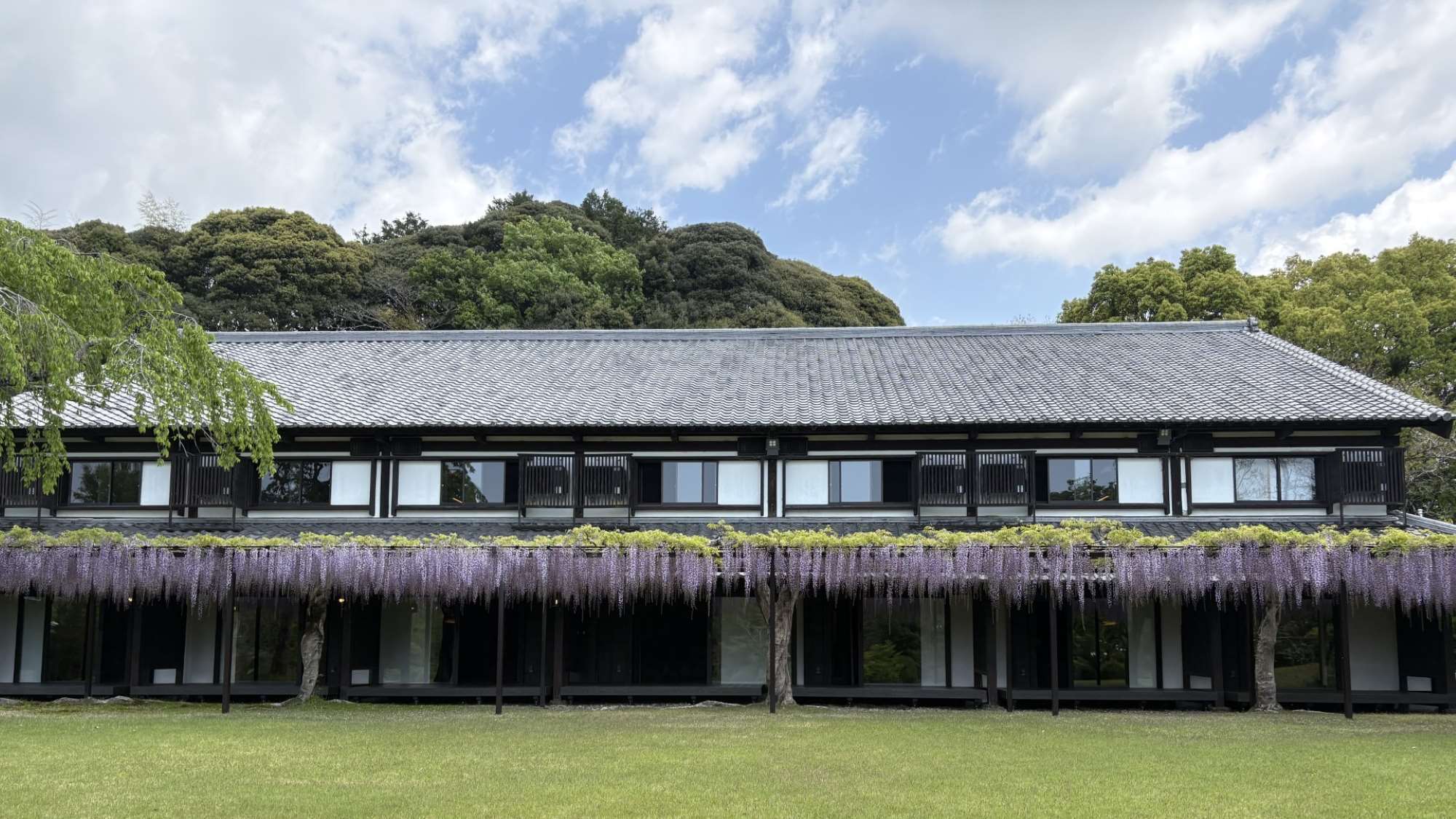 藤の花が咲くころ藤棚を目の前に望む藤殿１階