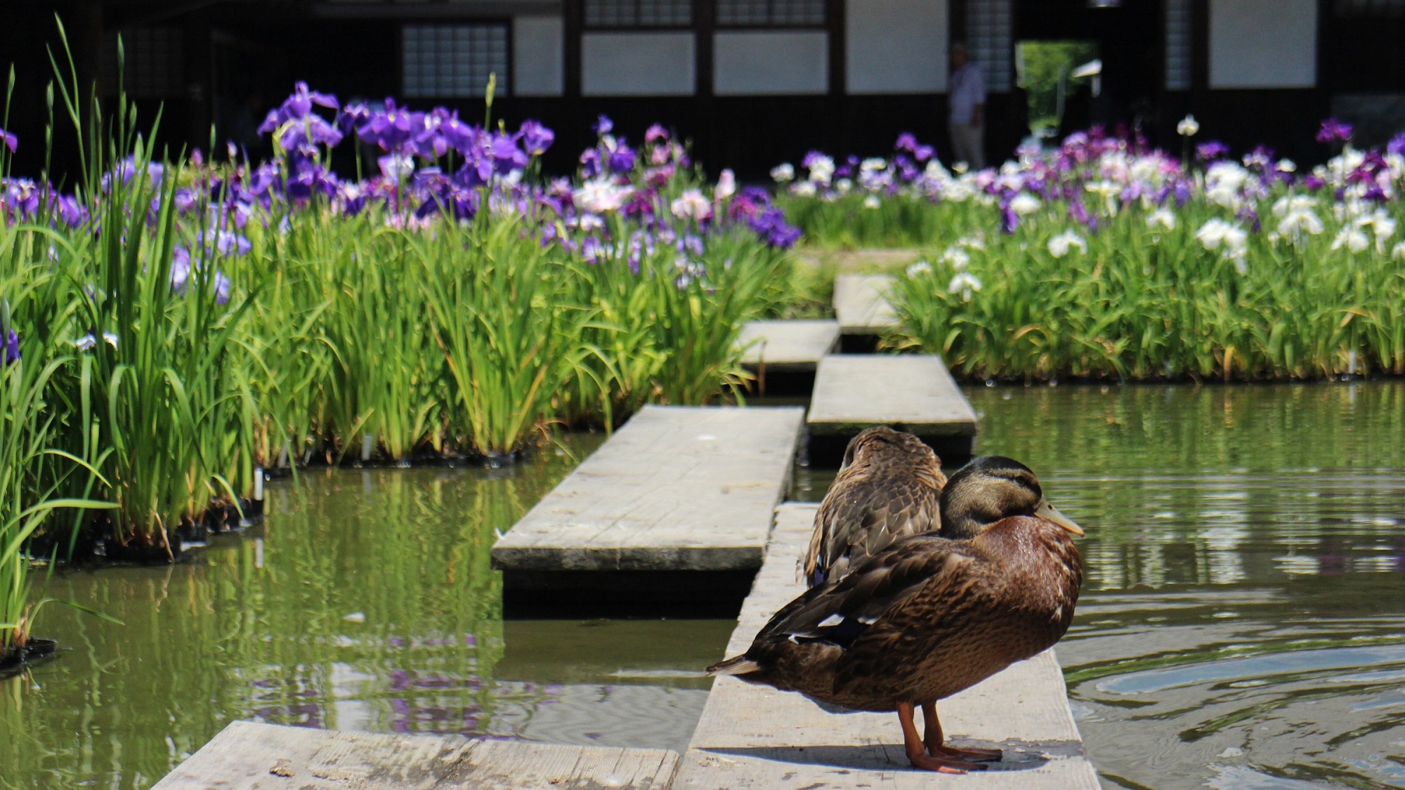 観光：加茂荘花鳥園