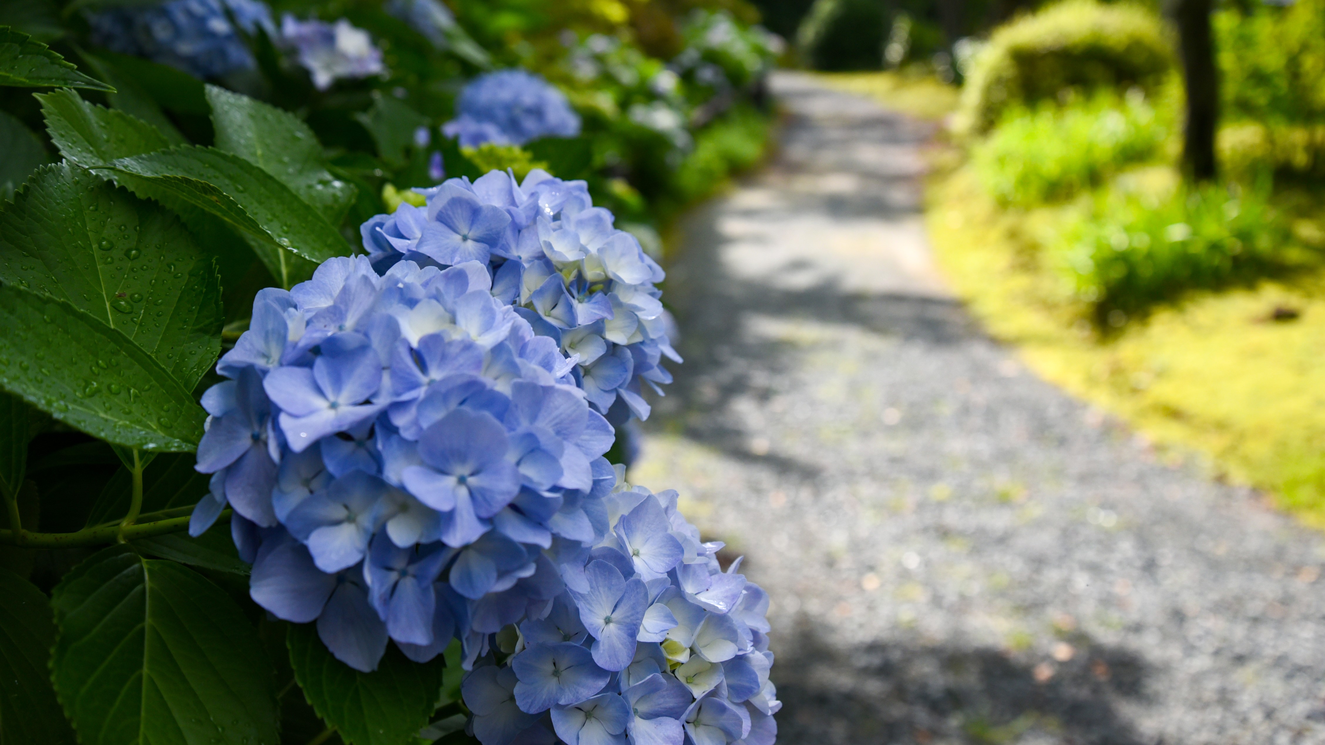 アジサイ　初夏の庭園