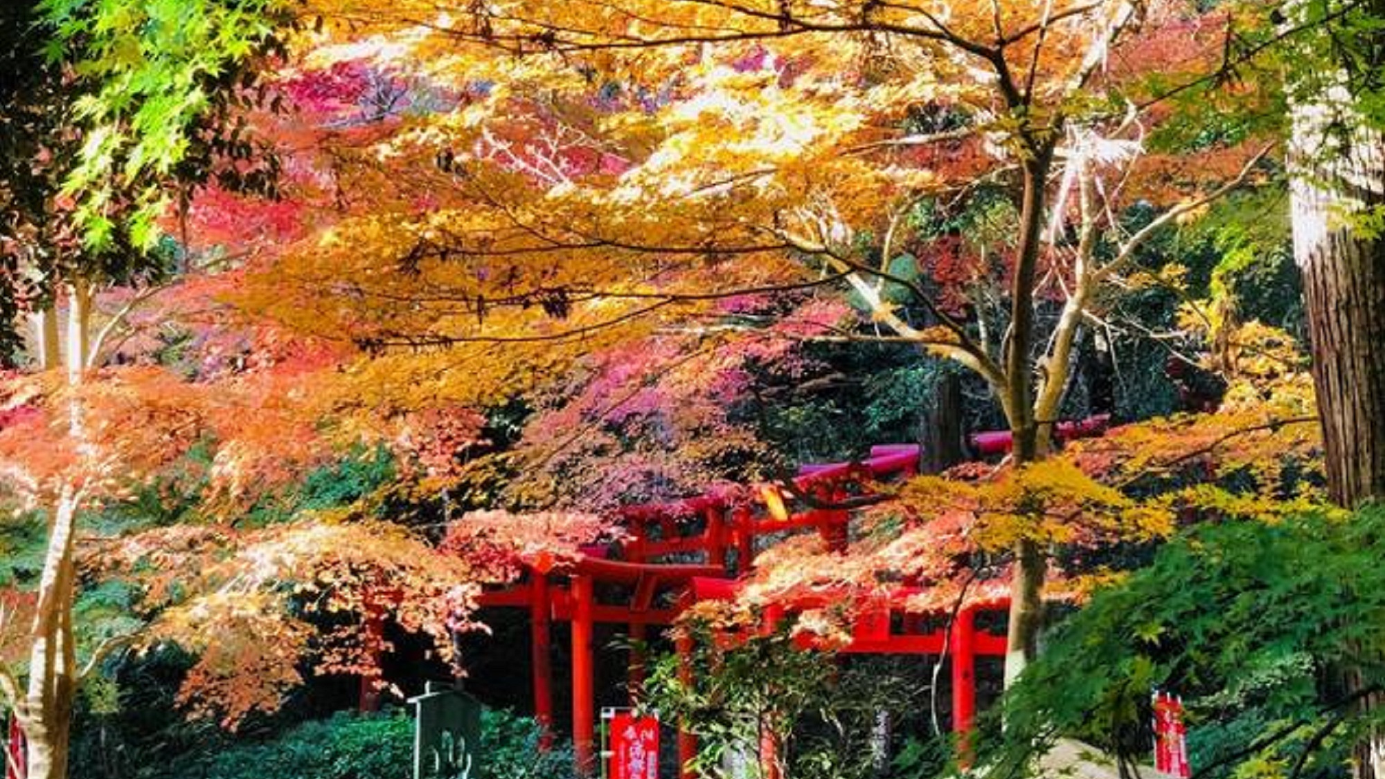 観光：油山寺　紅葉