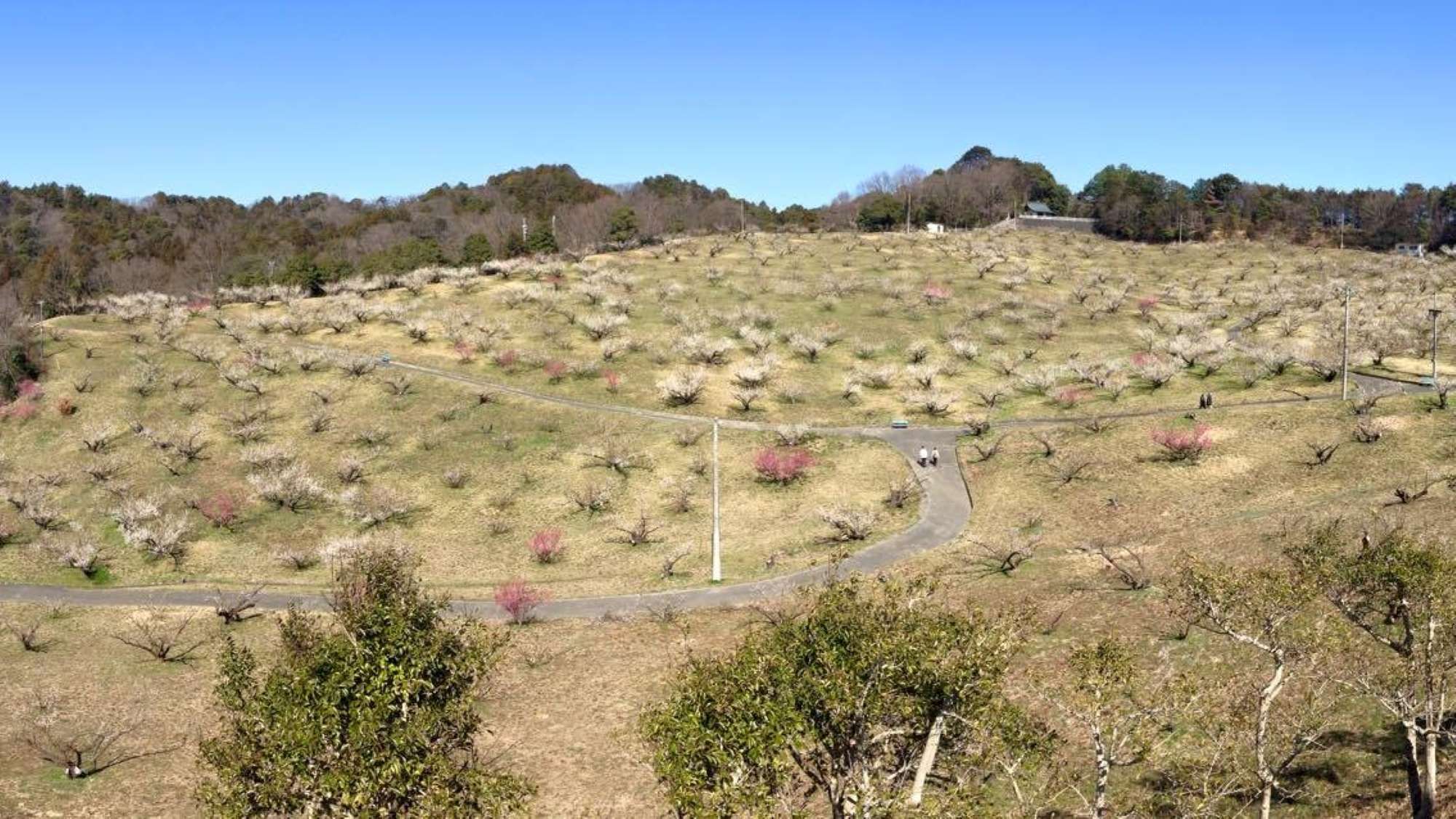 観光：豊岡梅園