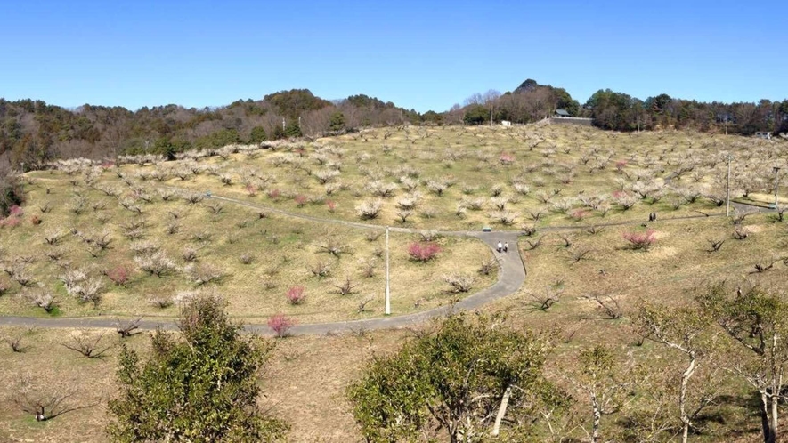 観光：豊岡梅園