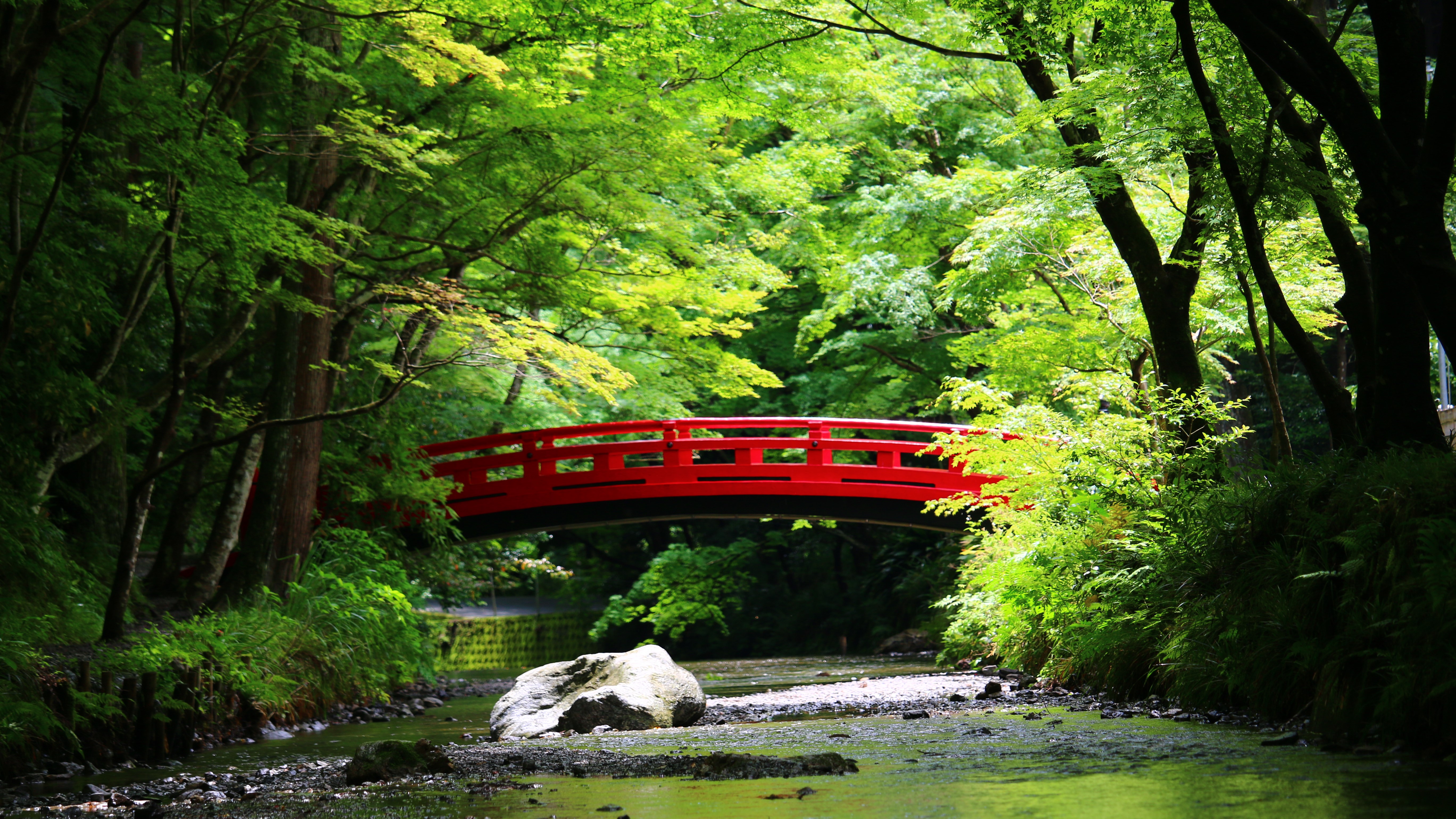 小國神社　青葉もみじ