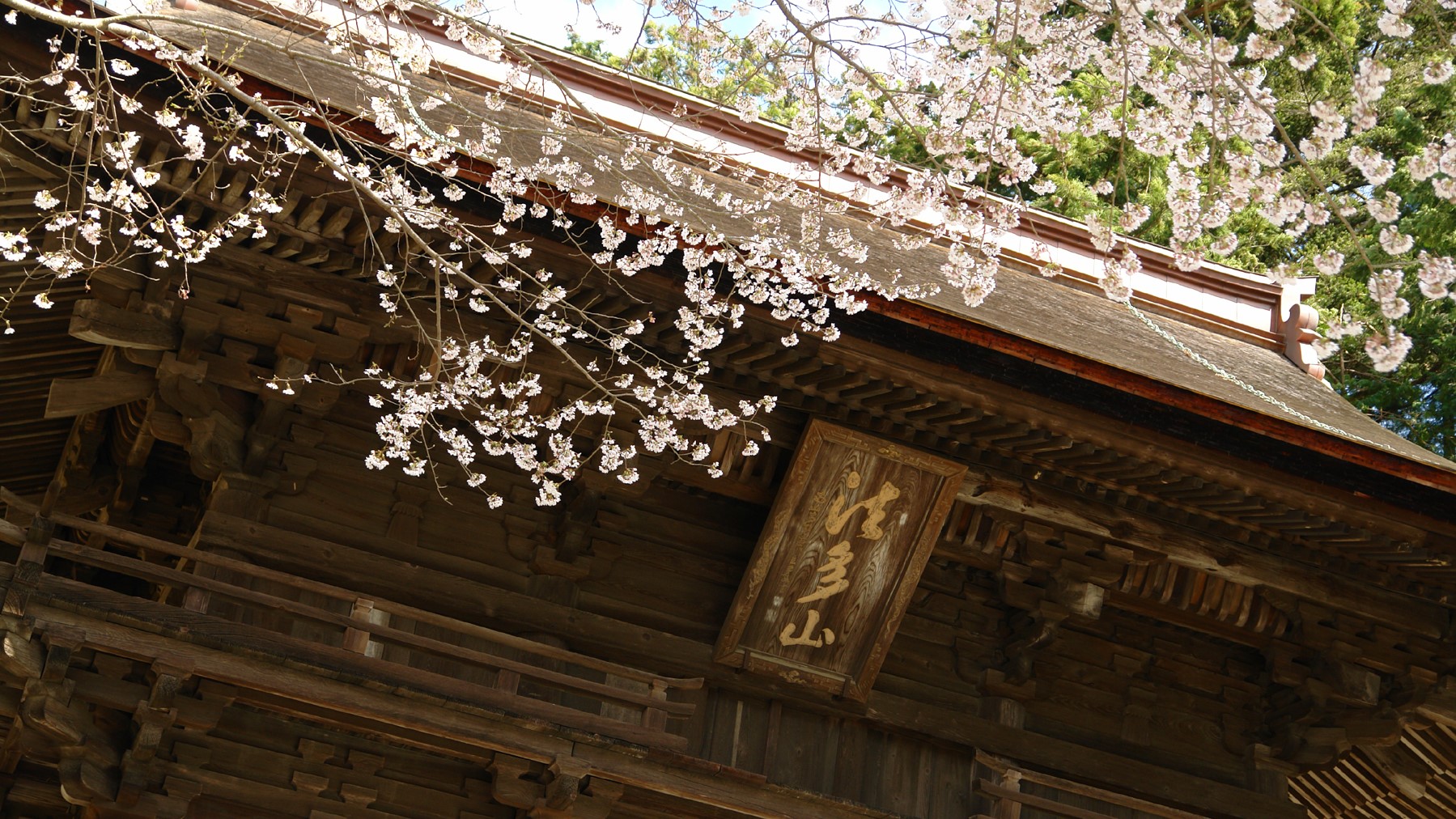 法多山　桜