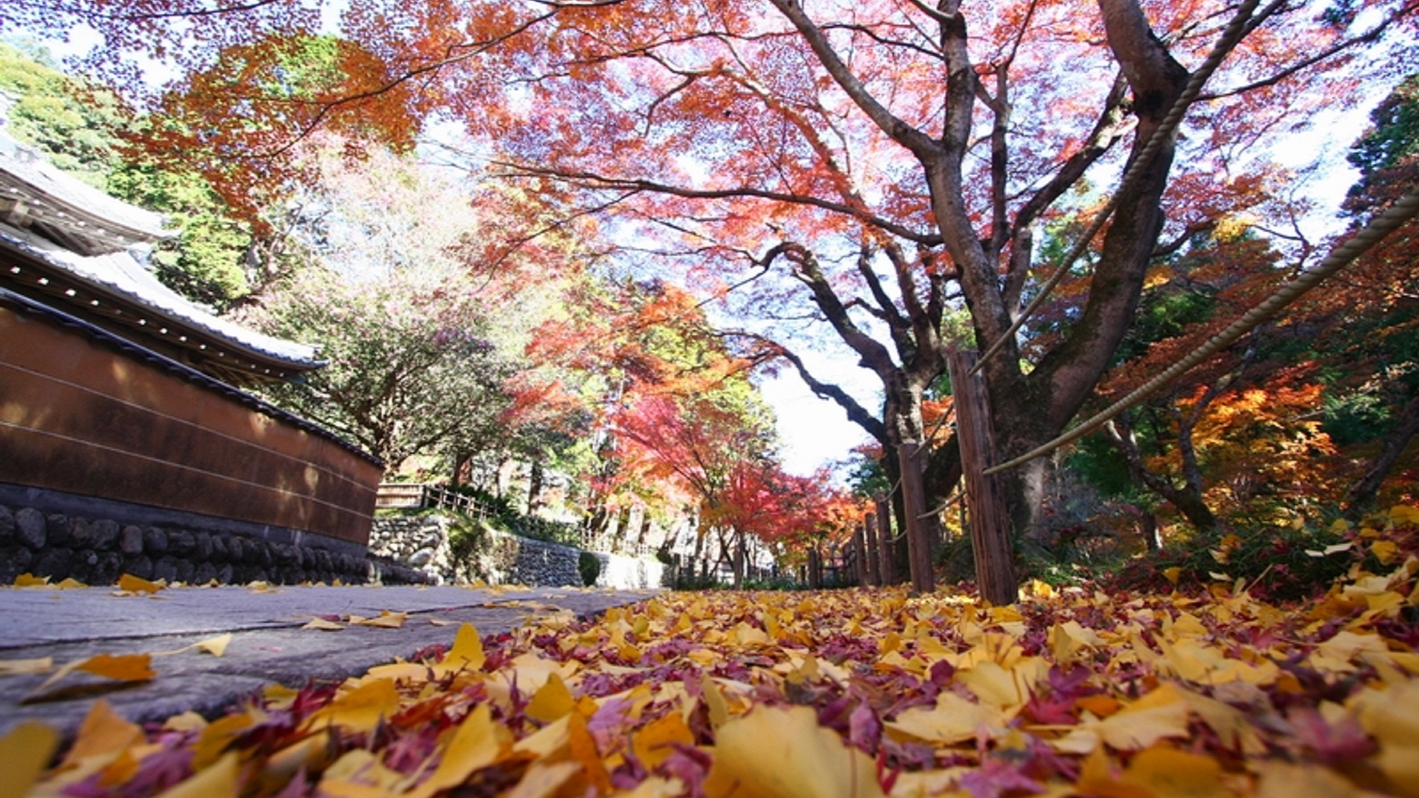 観光：法多山　紅葉