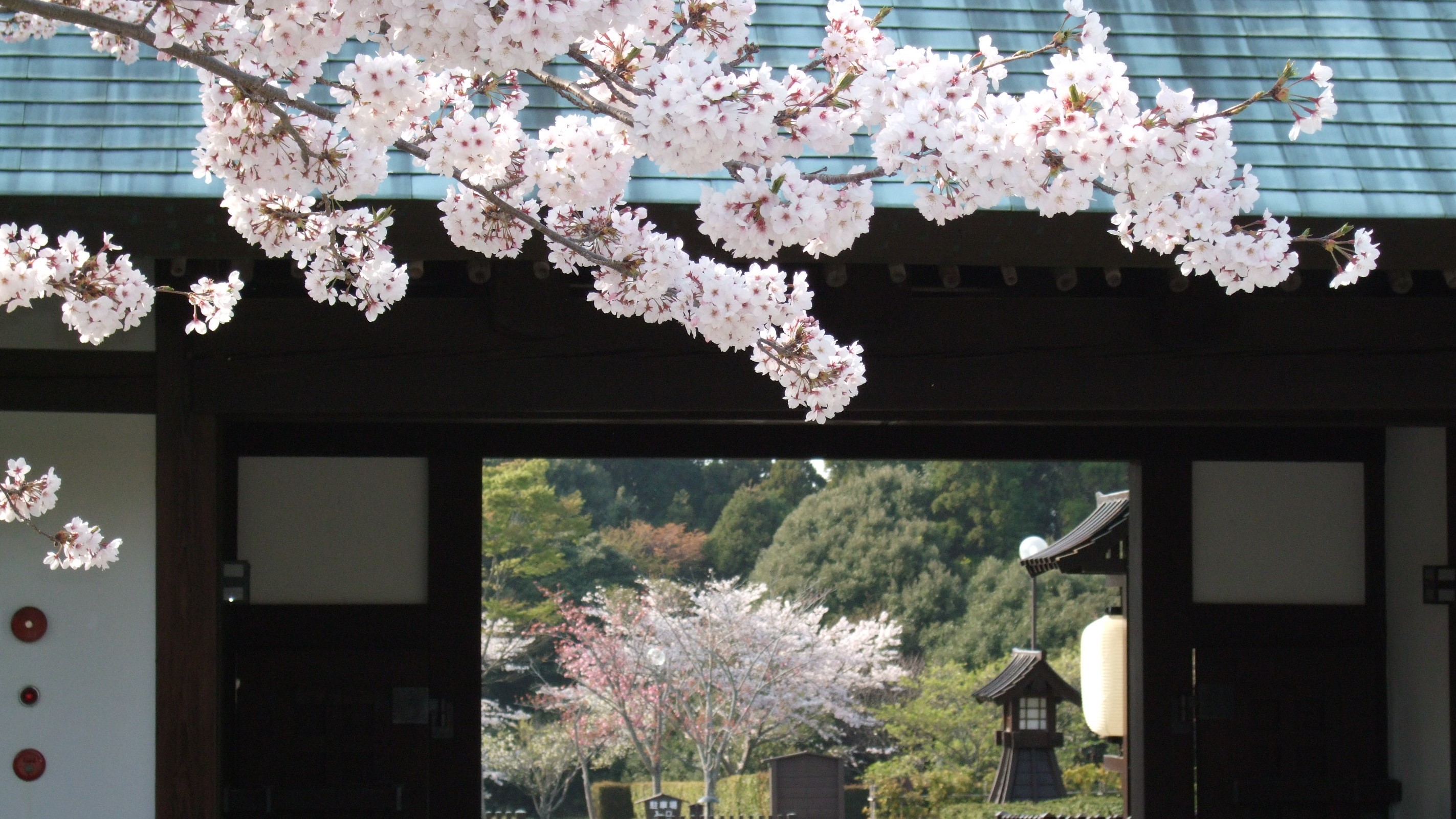 郭松門　桜