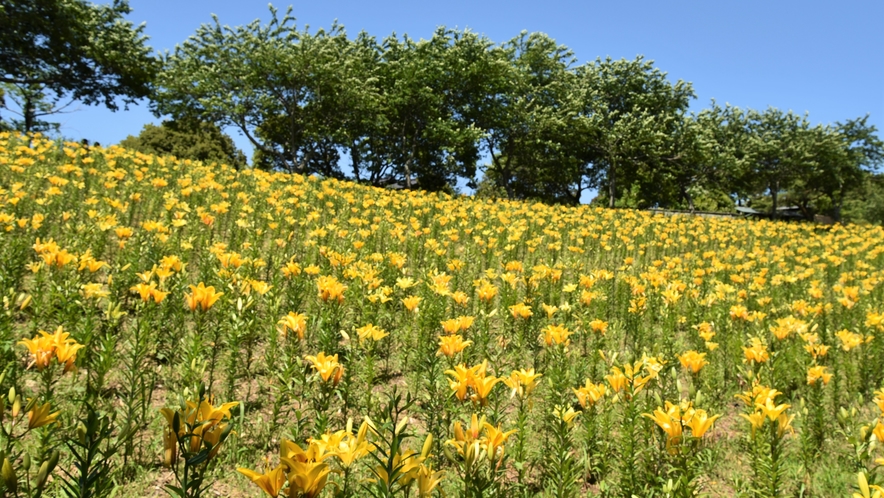 可睡ゆりの園