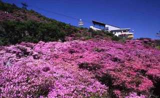 春◆雲仙つつじ