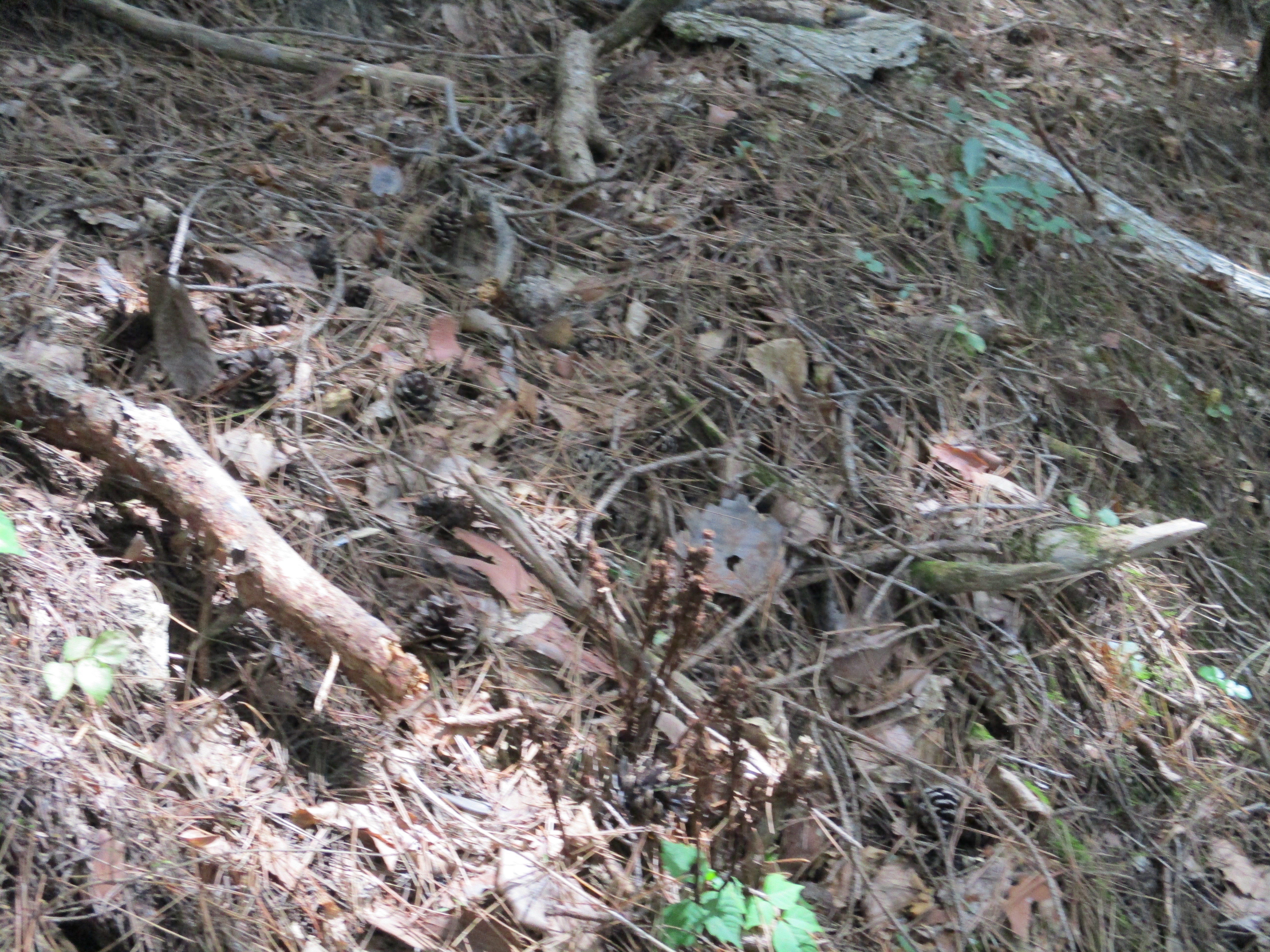 枝のような松茸の花