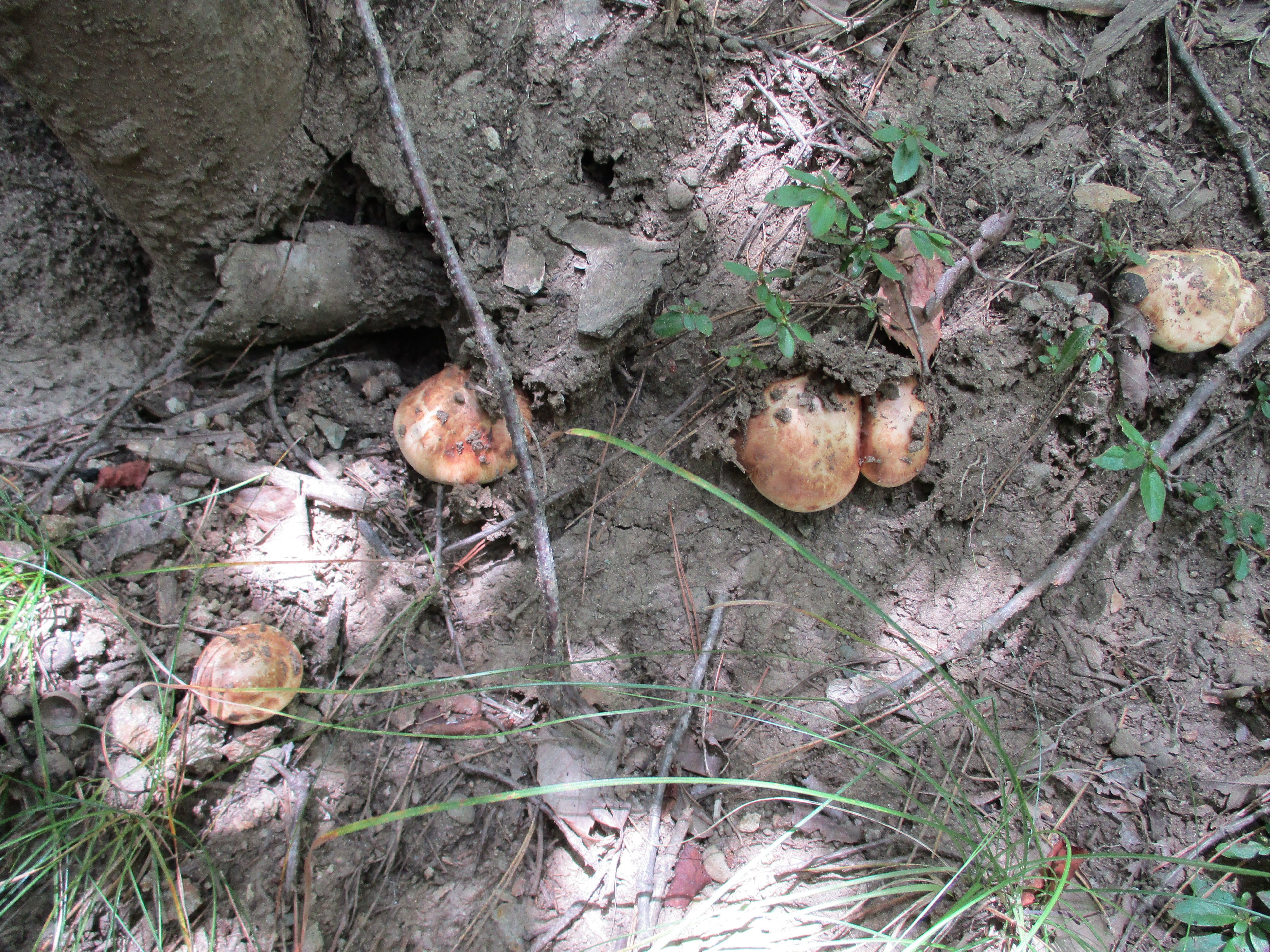 地物松茸の収穫