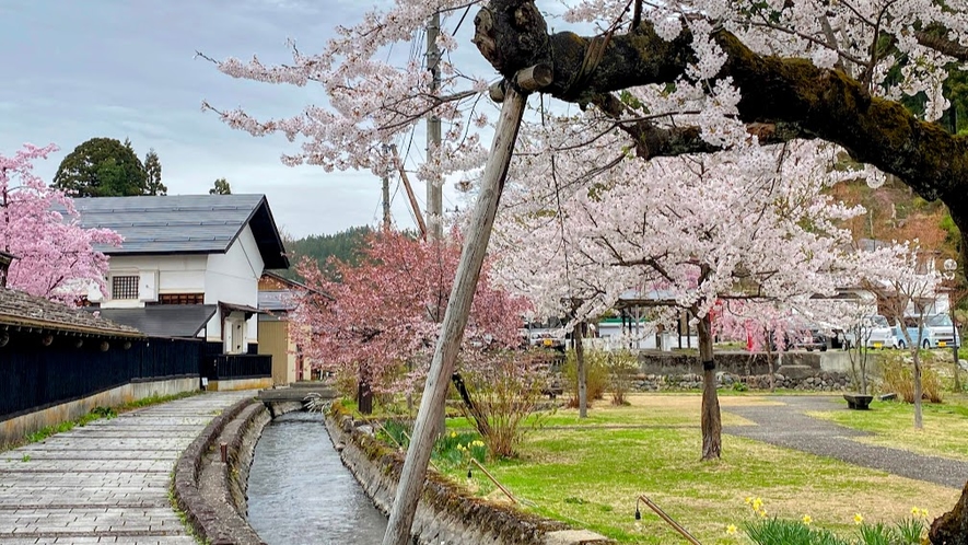 桜満開の春の金山町