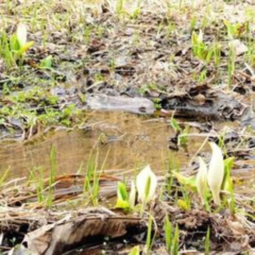 居谷里湿原　水芭蕉