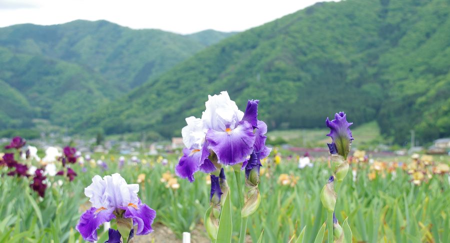 ジャーマンアイリス観光花園