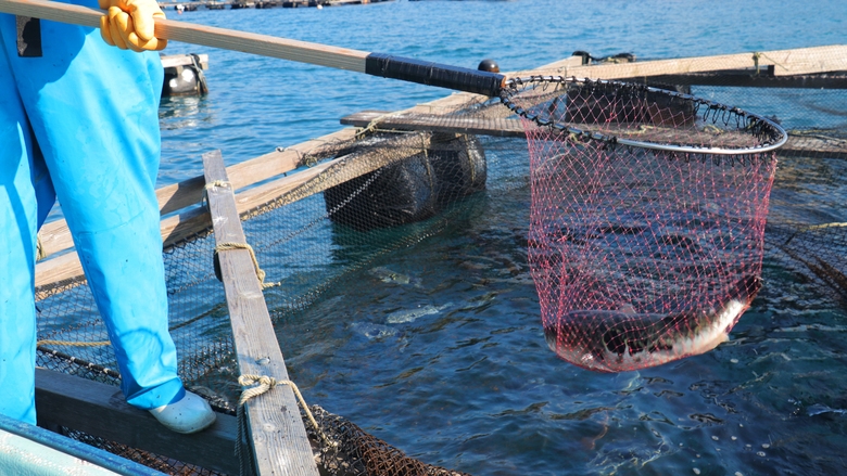 【ふぐフルコースプラン】若狭ふぐをまるごと堪能！１泊２食付