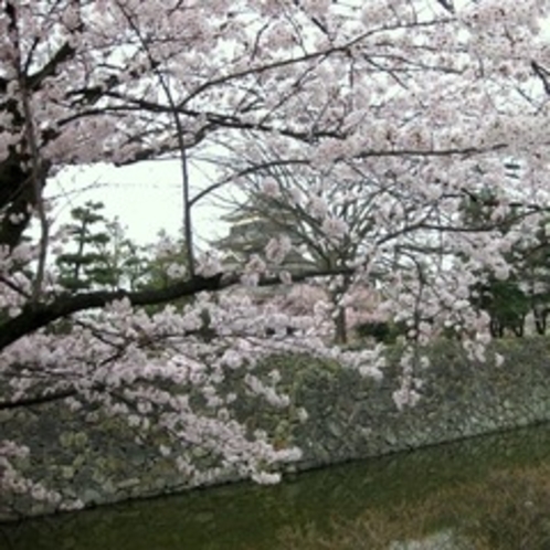 松本城の桜（4月）